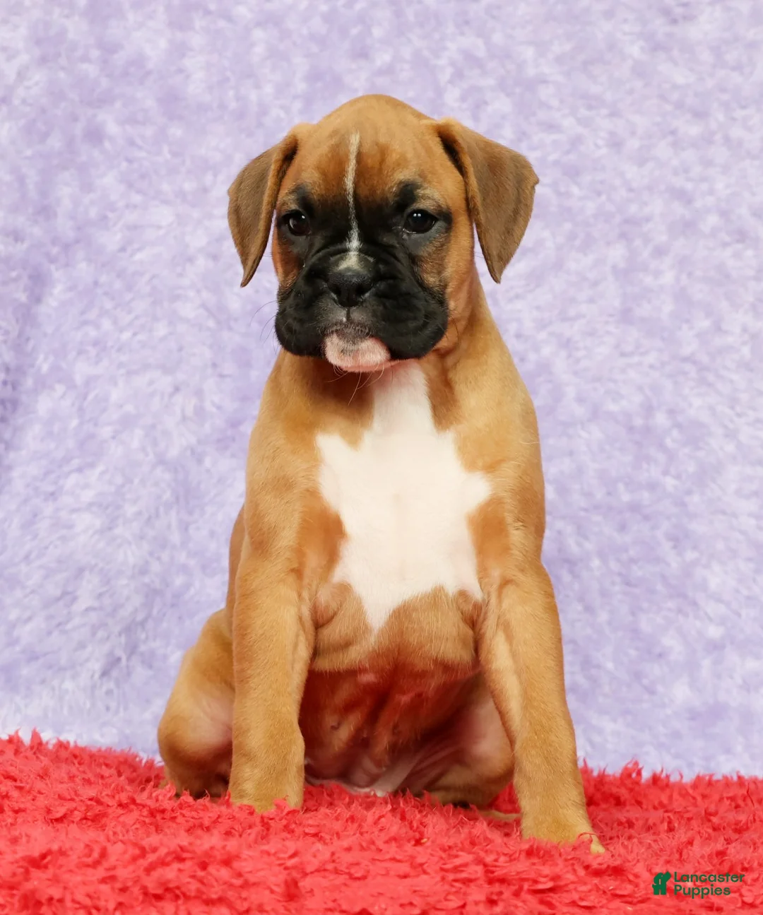 Boxer dogs for sale: Ona - Ad 1