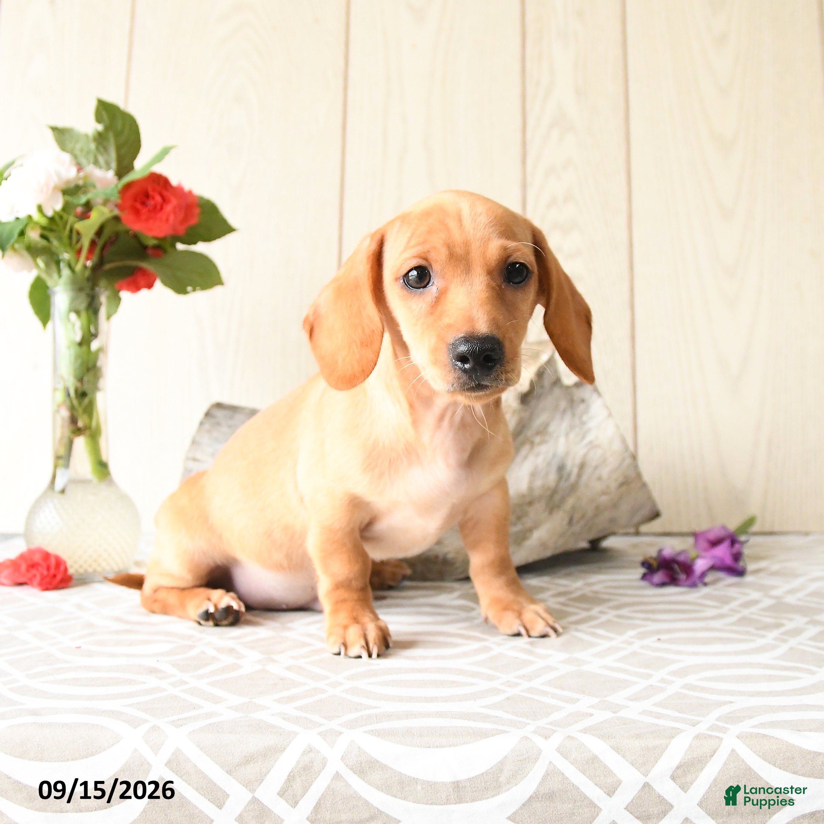 Miniature Dachshund dogs Titus - Ad 2