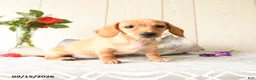 Miniature Dachshund dogs for sale: Titus - Ad 2