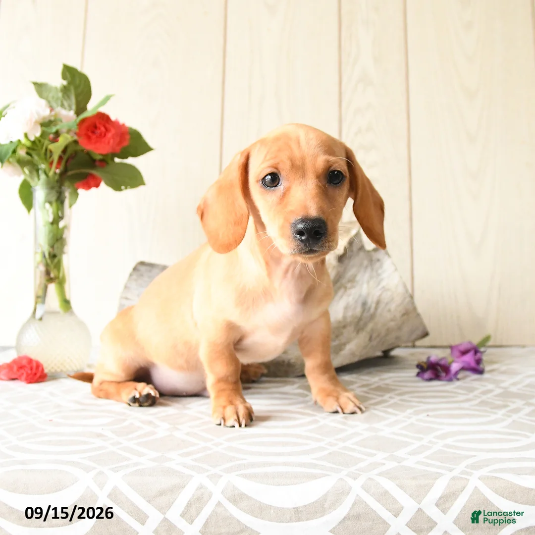 Miniature Dachshund dogs for sale: Titus - Ad 2