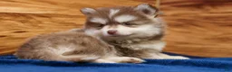 Pomsky dogs for sale: Prince - Ad 5