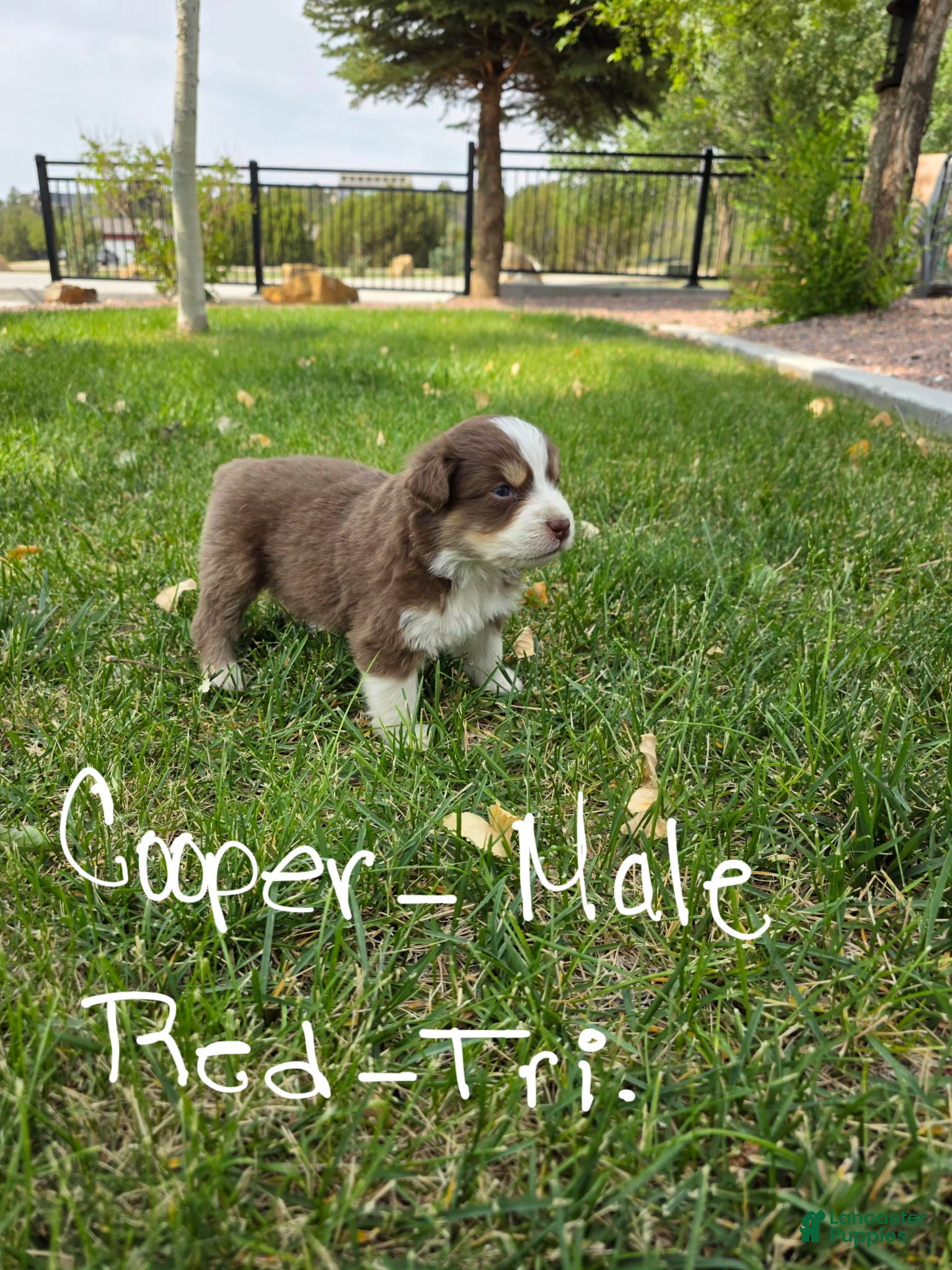 Australian Shepherd dogs Cooper Red Tri - Ad 1