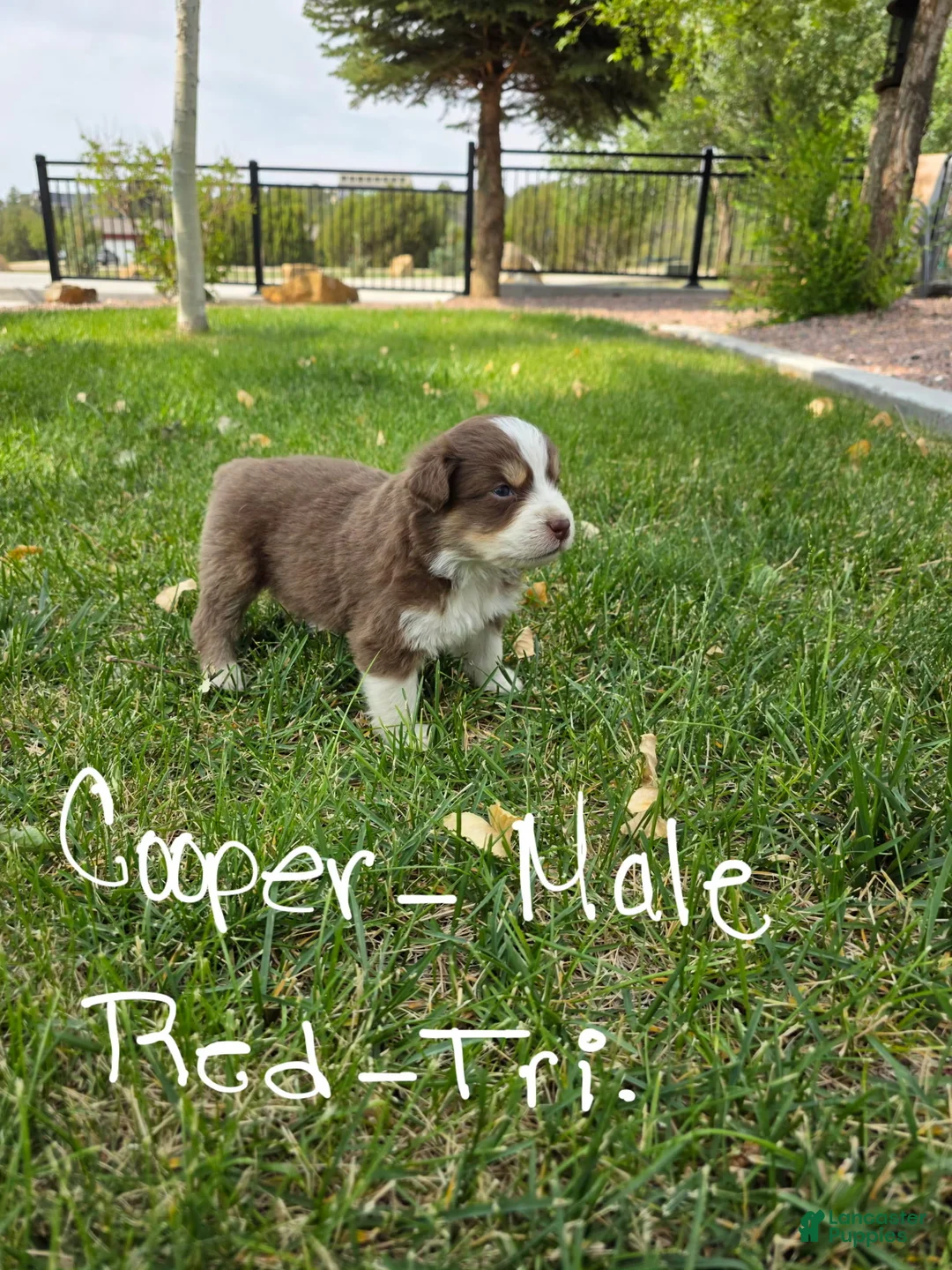 Australian Shepherd dogs for sale: Cooper Red Tri - Ad 1