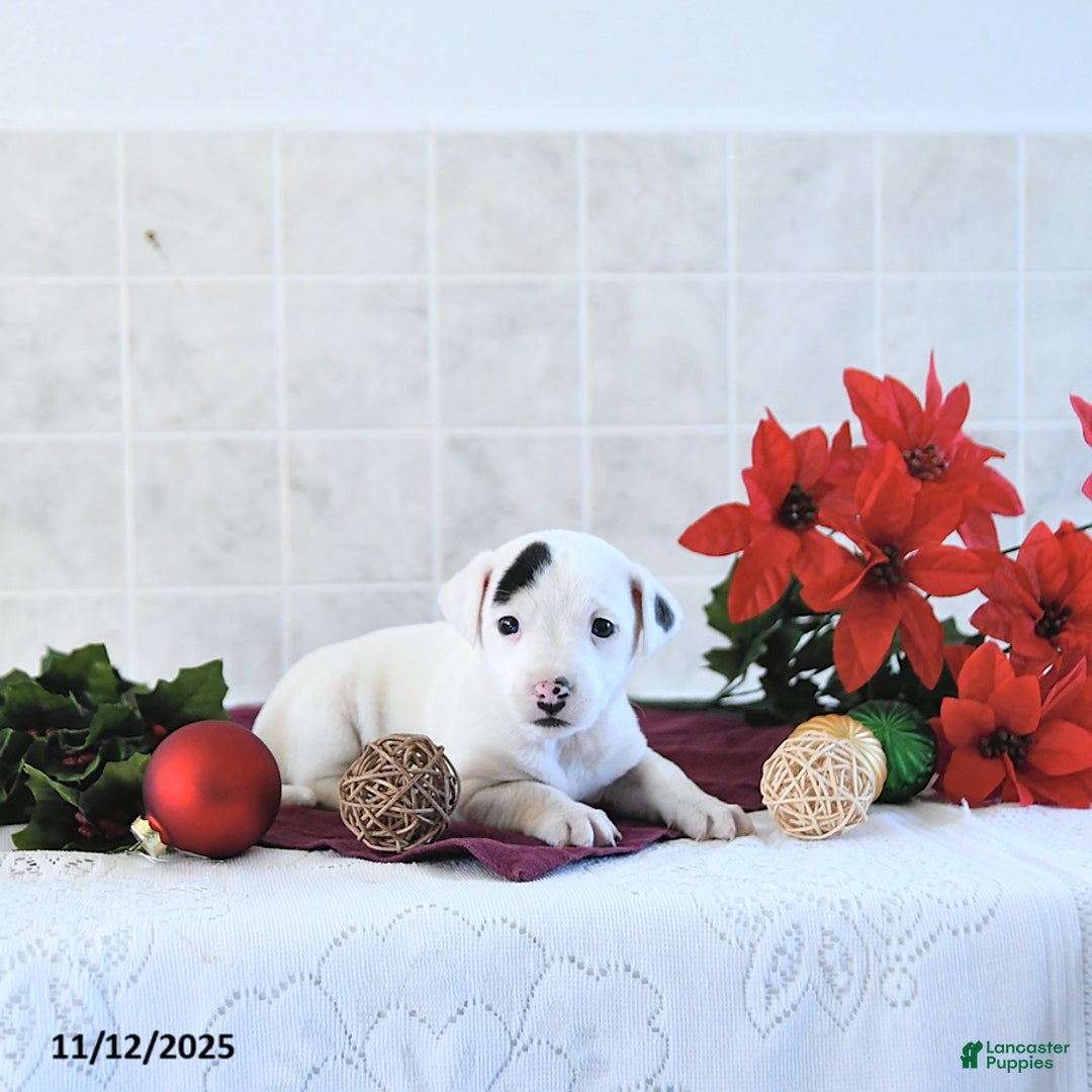 Jack Russell Terrier dogs for sale: Toby - Ad 7