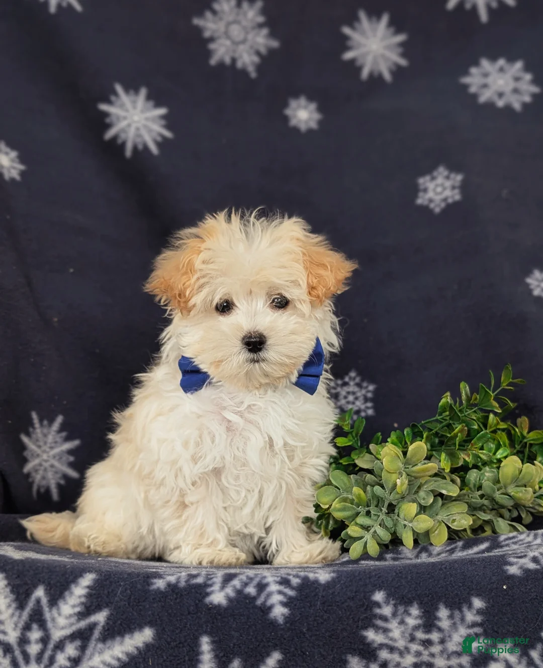 Maltipoo dogs for sale: Brock 7 lbs Full Grown - Ad 9