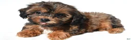 Shihpoo dogs for sale: Connor - Ad 5