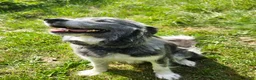 Mixed Breed dogs for sale: Sleepy - Ad 15