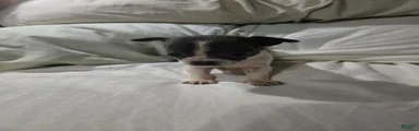 Chihuahua 2