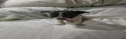 Chihuahua dogs for sale: Chihuahua 2 - Ad 1