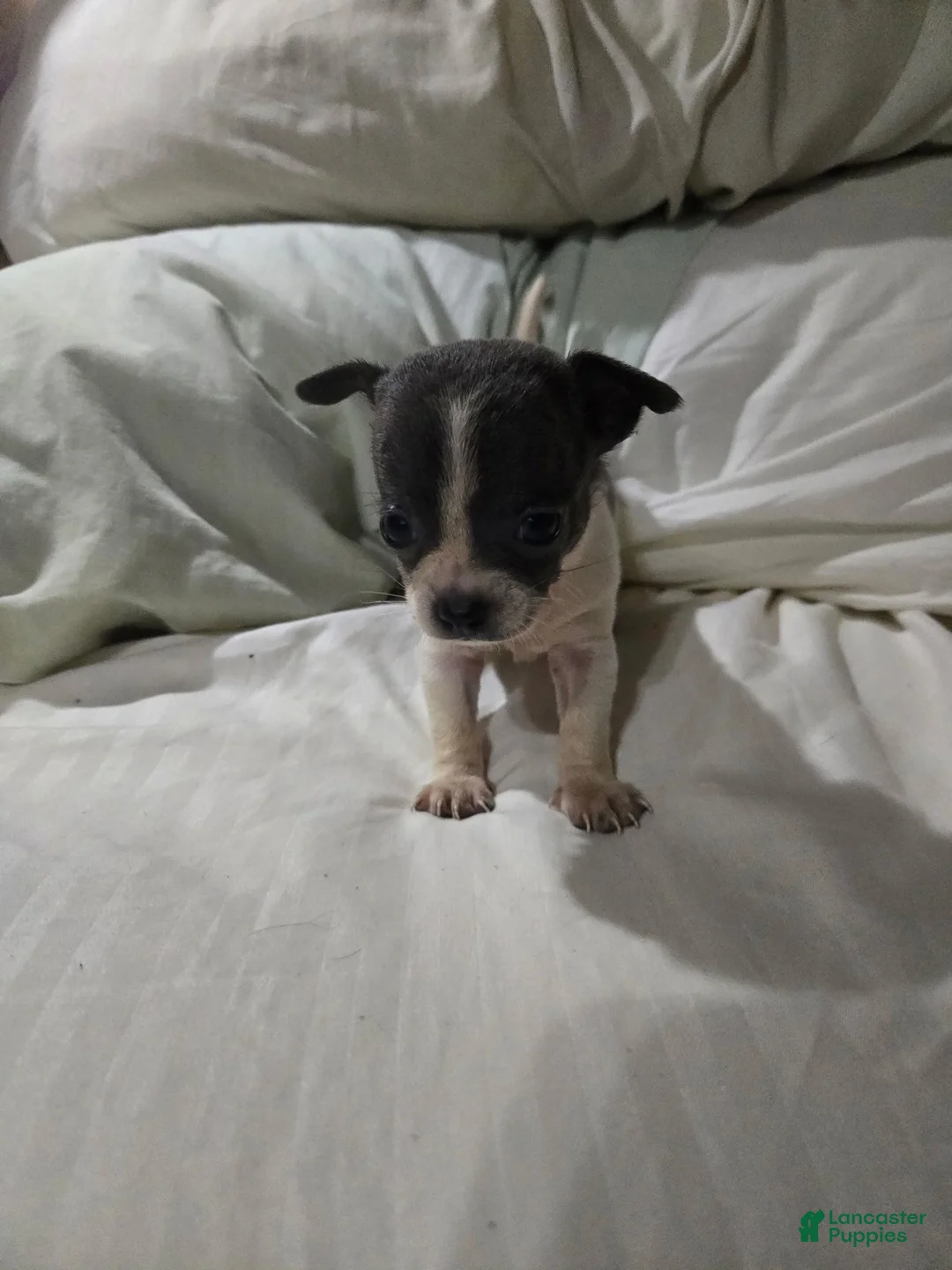 Chihuahua dogs for sale: Chihuahua 2 - Ad 1