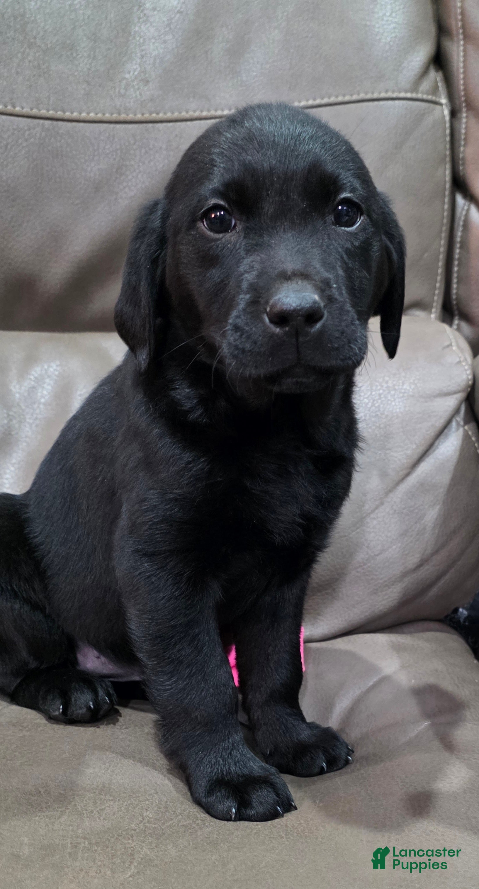 Labrador Retriever dogs Gunner - Ad 1