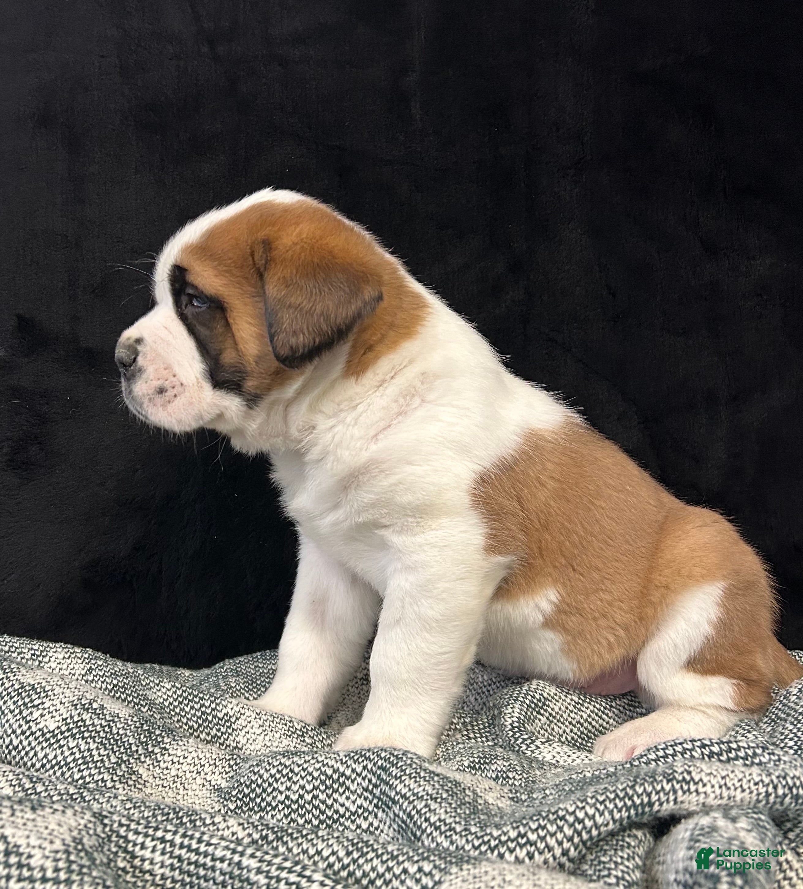 Saint Bernard dogs Tyler - Ad 4