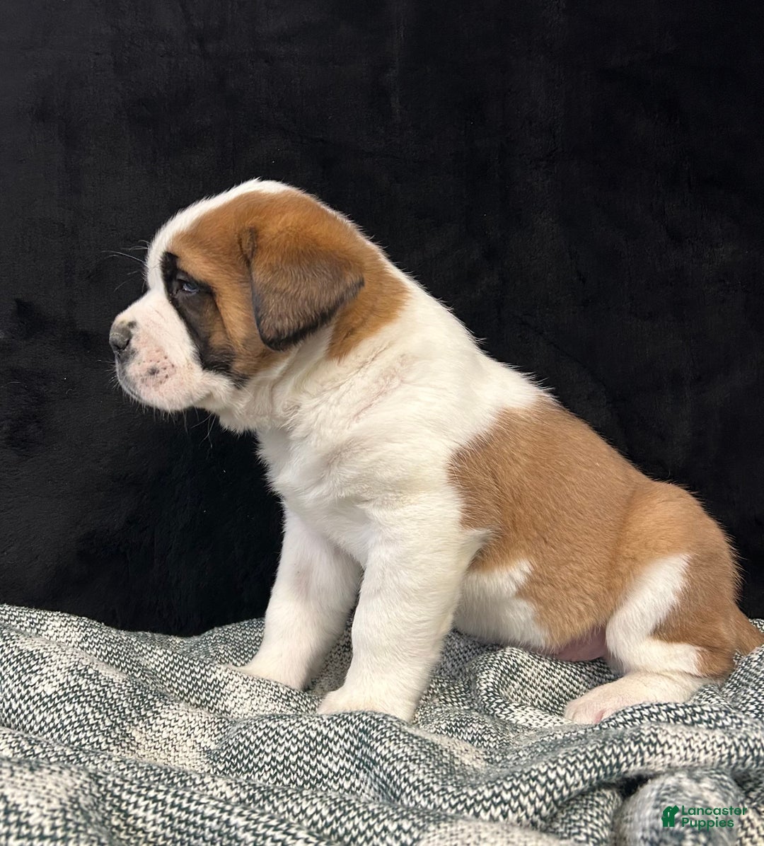Saint Bernard dogs for sale: Tyler - Ad 1
