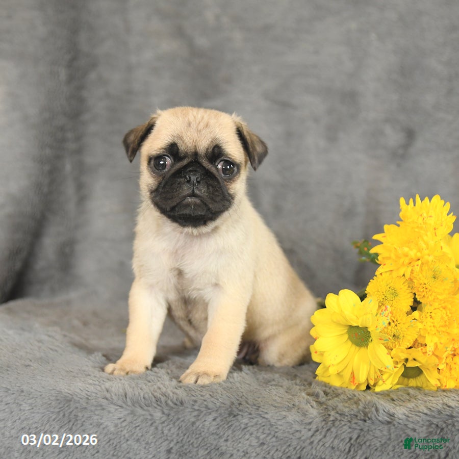 Pug dogs Princess - Ad 1