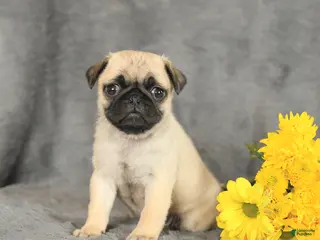 Pug dogs for sale: Princess - Ad 1