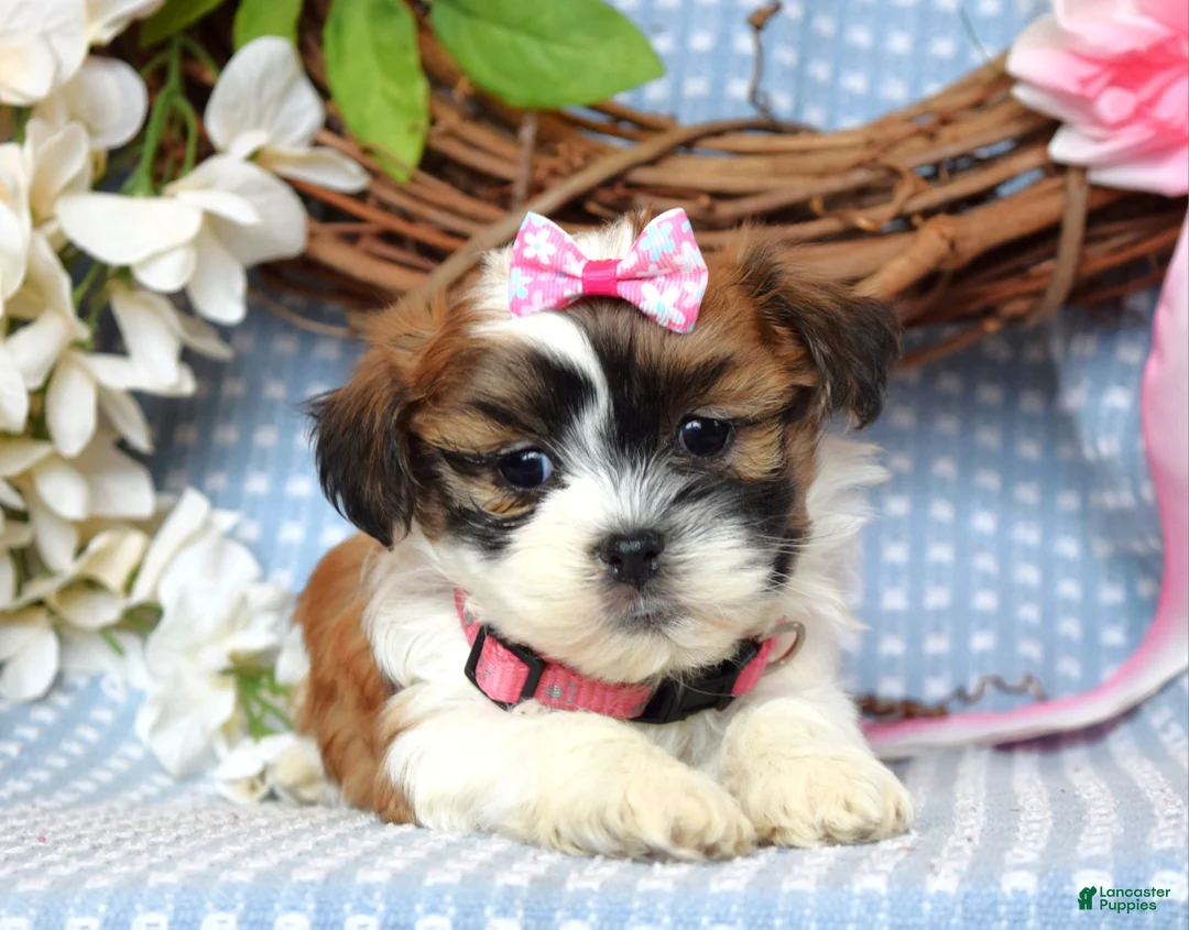 Teddy Bear dogs for sale: Tessa  - Ad 11