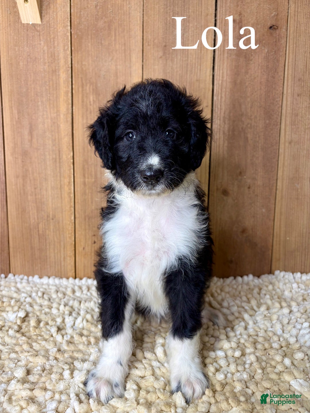 Mixed Breed dogs Lola - Ad 1