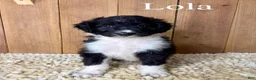 Mixed Breed dogs for sale: Lola - Ad 1
