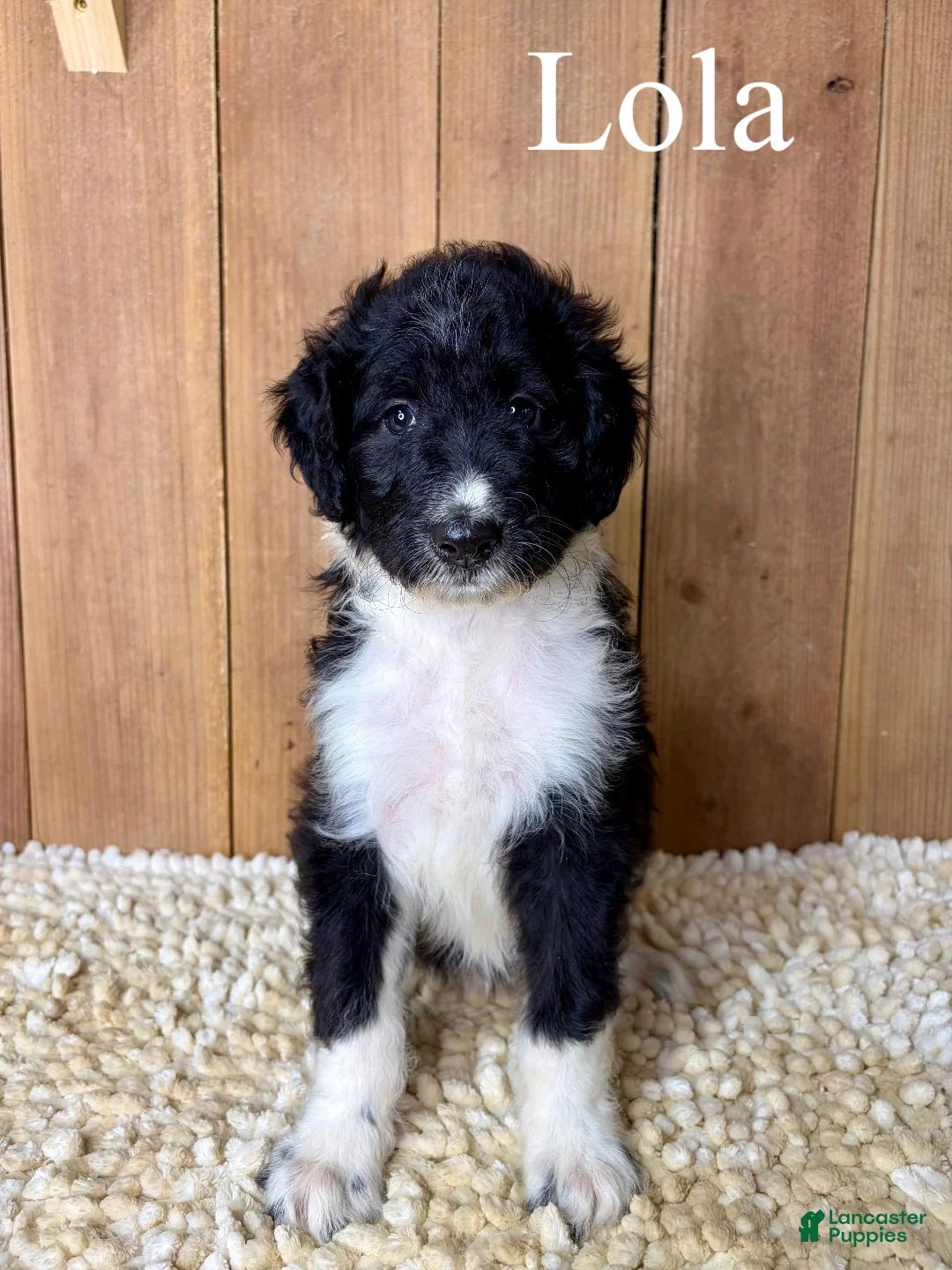 Mixed Breed dogs for sale: Lola - Ad 1