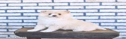 Pomeranian dogs for sale: Clover - Ad 1