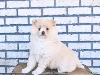 Pomeranian dogs for sale: Clover - Ad 1