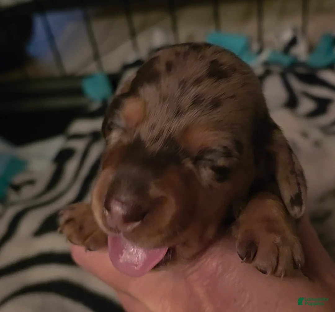 Miniature Dachshund dogs for sale: Miniature Dachshund- Dior - Ad 1