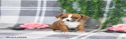 Mixed Breed dogs for sale: Gordon - Ad 5