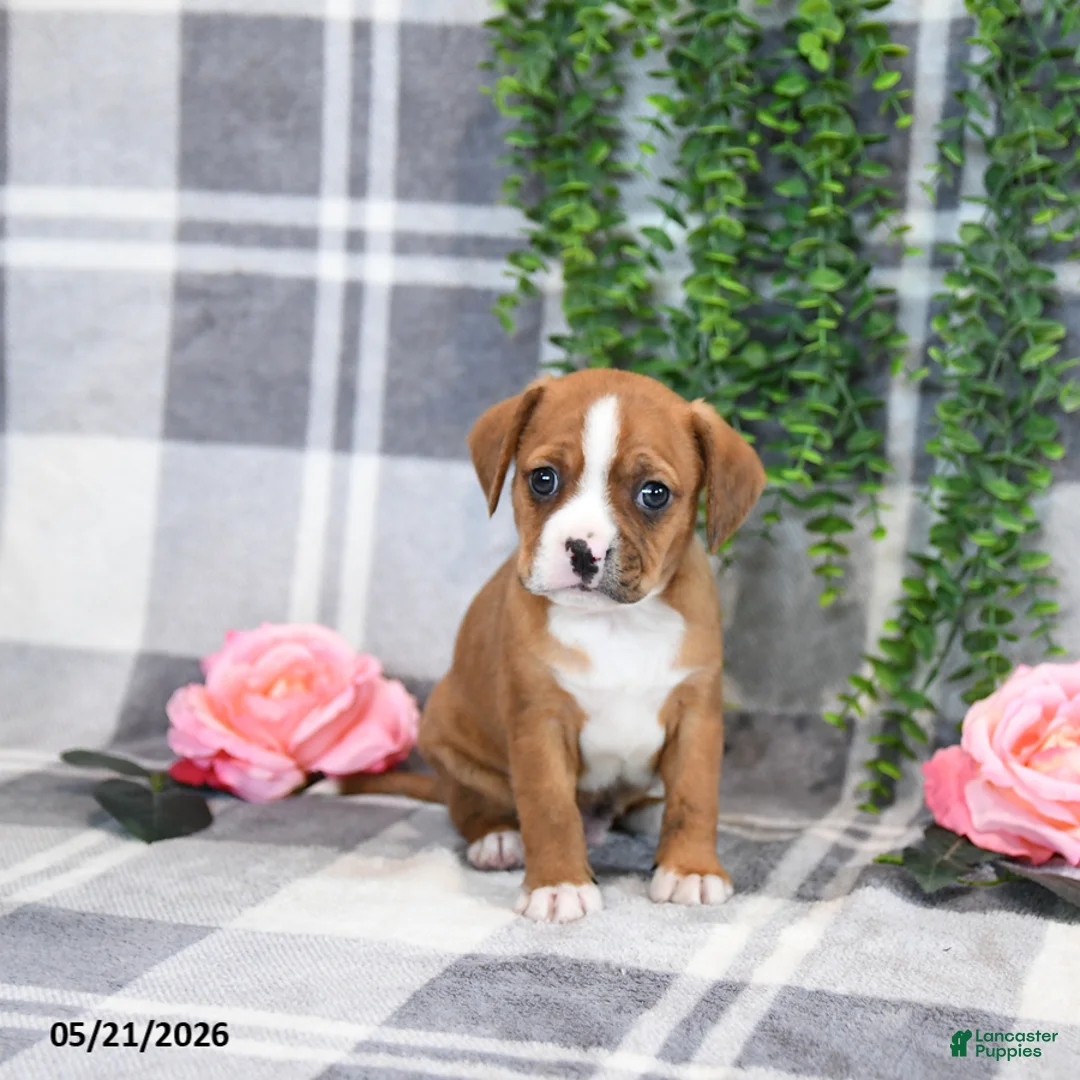 Mixed Breed dogs for sale: Gordon - Ad 5