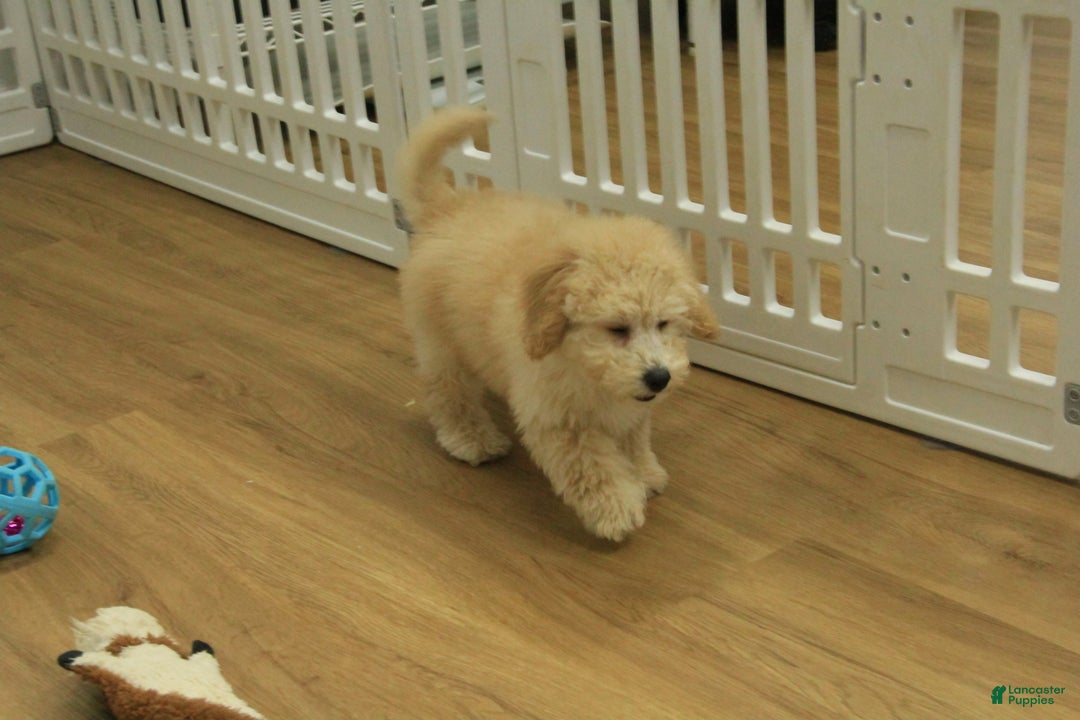 Bichpoo dogs for sale: Remi - Ad 14