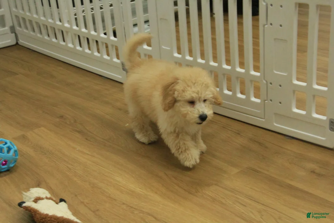 Bichpoo dogs for sale: Remi - Ad 14