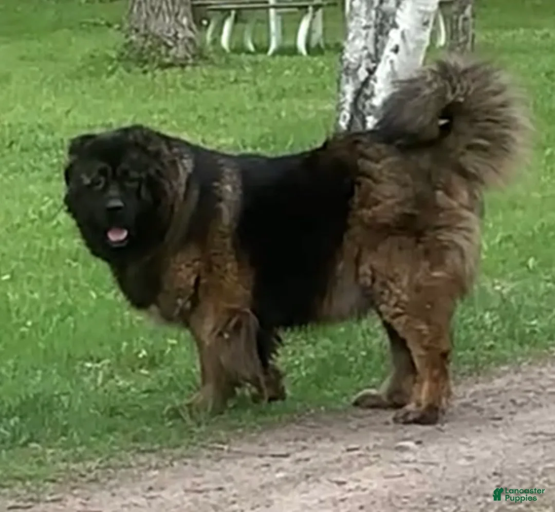 Caucasian Shepherd Dog dogs for sale: Blizzard~ Caucasian Shepherd Dog Puppy 1 - Ad 2