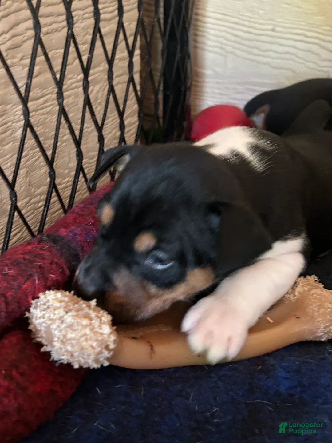 Rat Terrier dogs for sale: Old Dominion terrier George - Ad 2