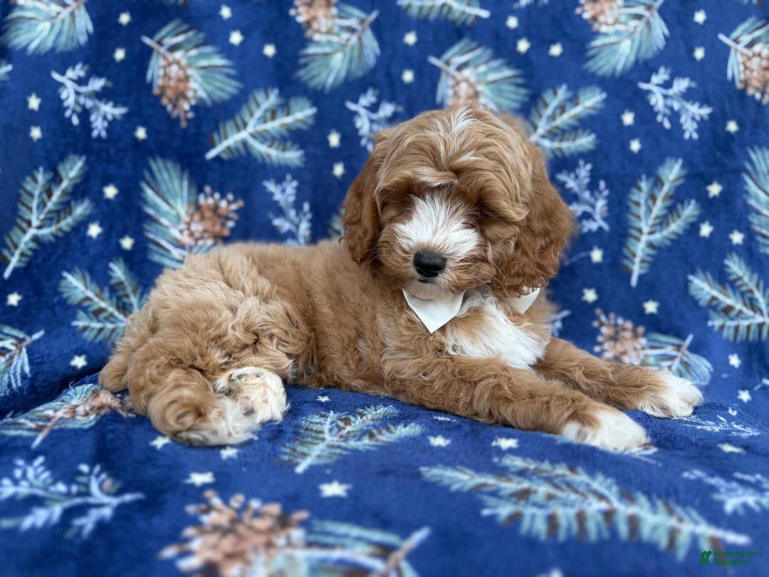 Cockapoo dogs for sale: Boots - Ad 4