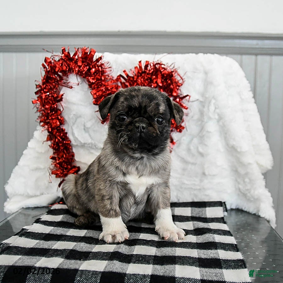 Pug dogs Mocha - Ad 2