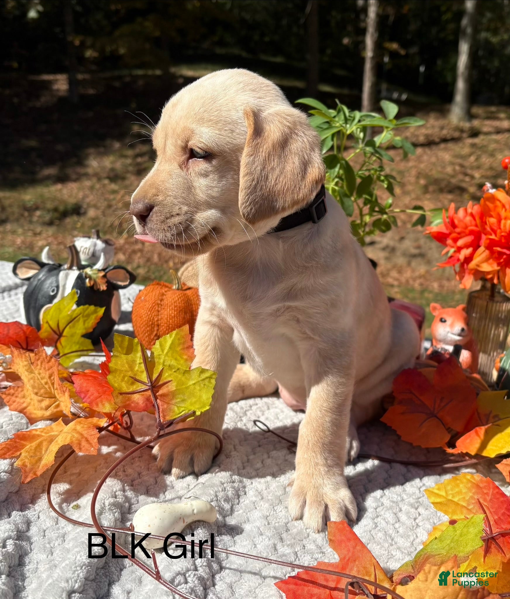 Labrador Retriever dogs Labrador Retriever 4 - Ad 12