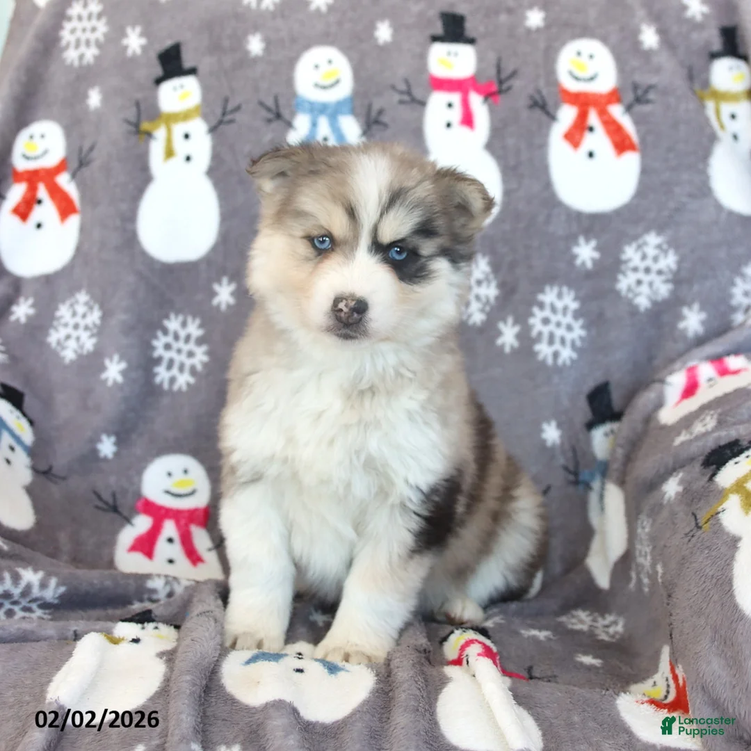 Pomsky dogs for sale: Bennet - Ad 2