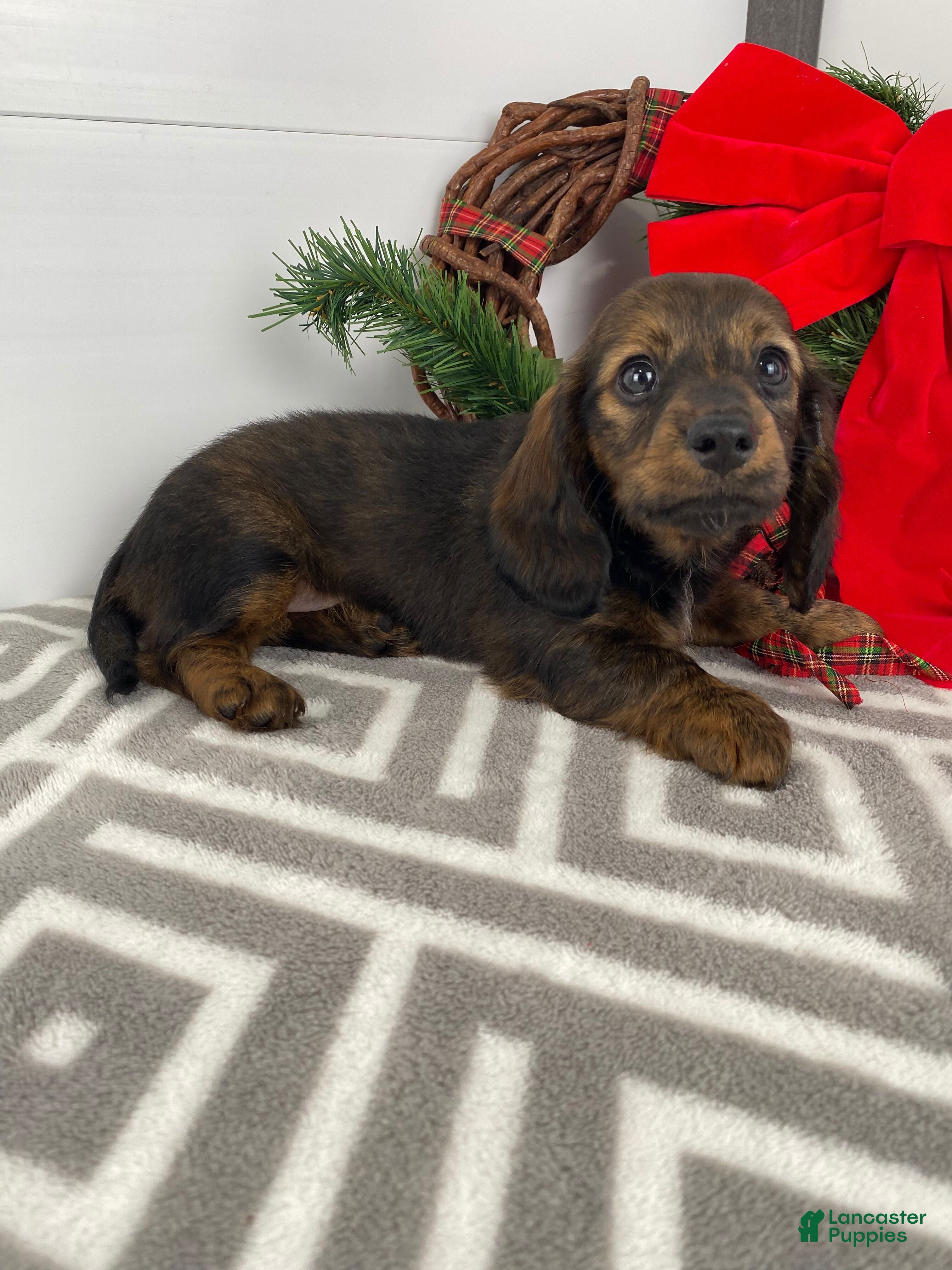 Miniature Dachshund dogs Bella - Ad 37