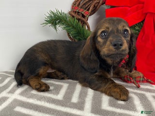 Miniature Dachshund dogs Bella - Ad 33