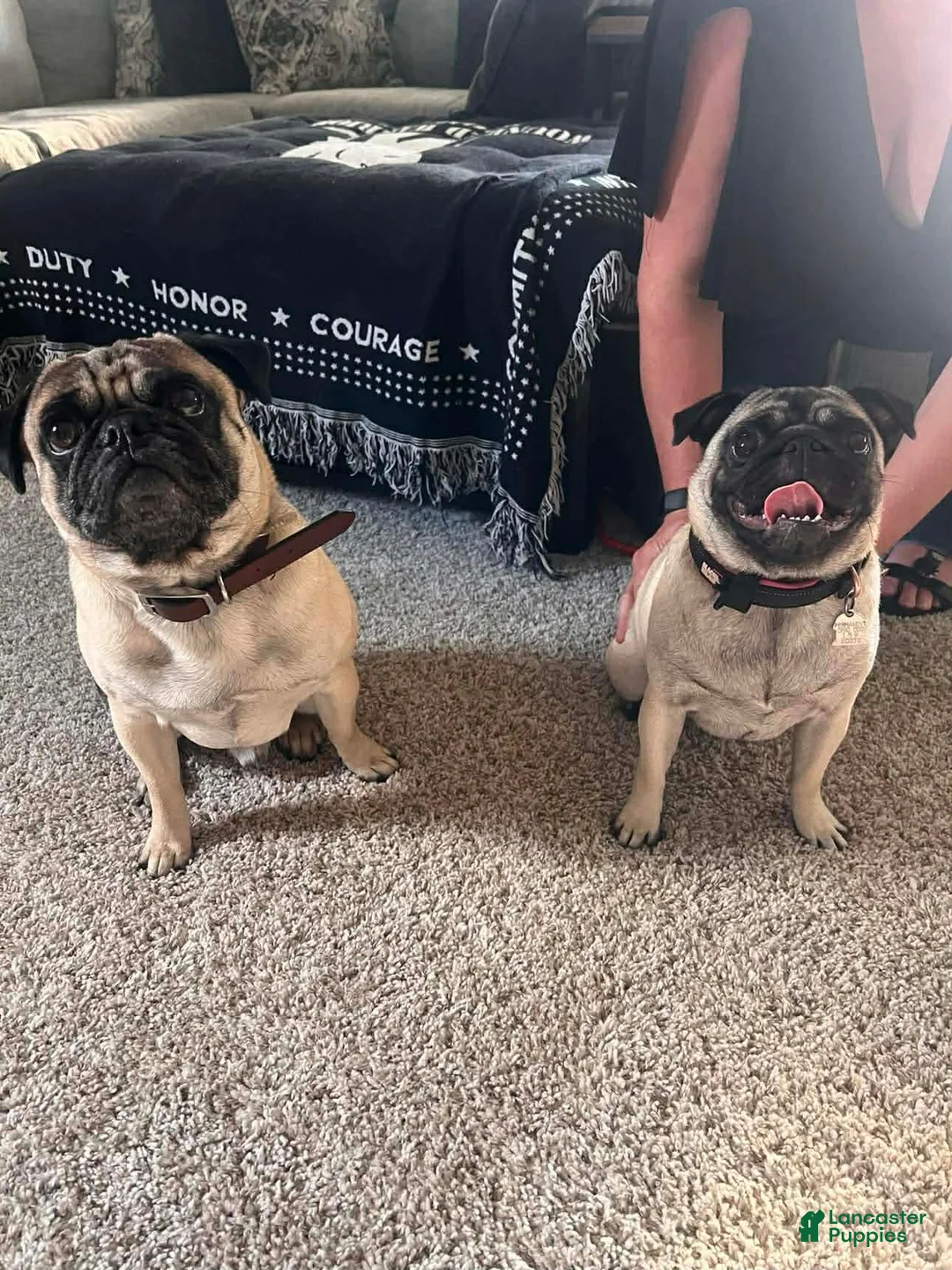 Pug dogs for sale: Pug Puppy 1 - Ad 2