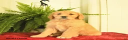 Golden Retriever dogs for sale: Whimsy  - Ad 2