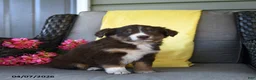 Australian Shepherd dogs for sale: Remi  - Ad 1