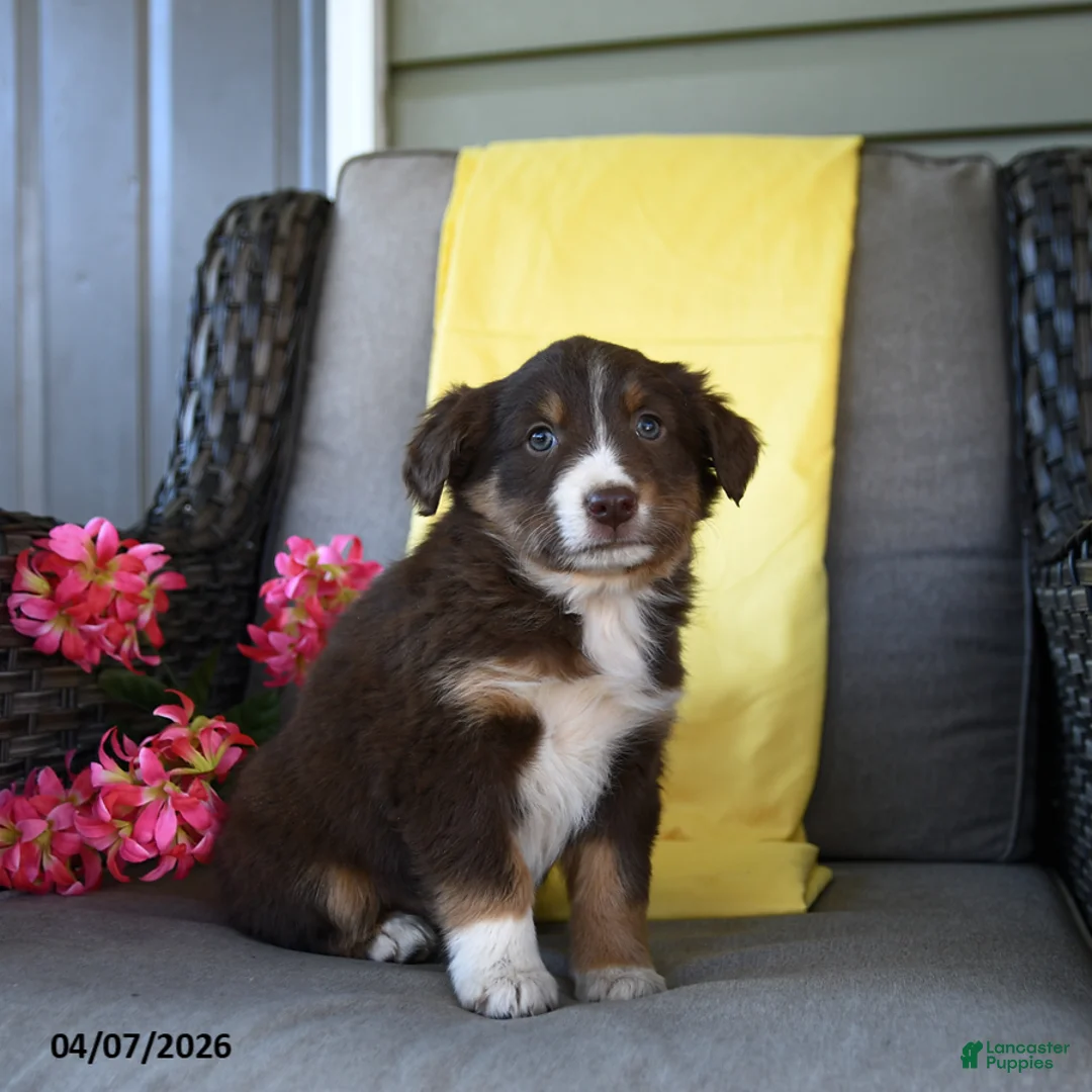Australian Shepherd dogs for sale: Remi  - Ad 1