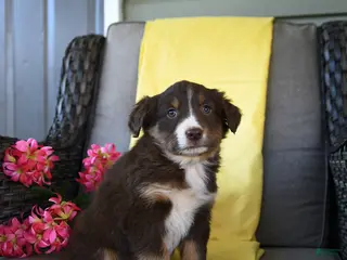 Australian Shepherd dogs for sale: Remi - Ad 1