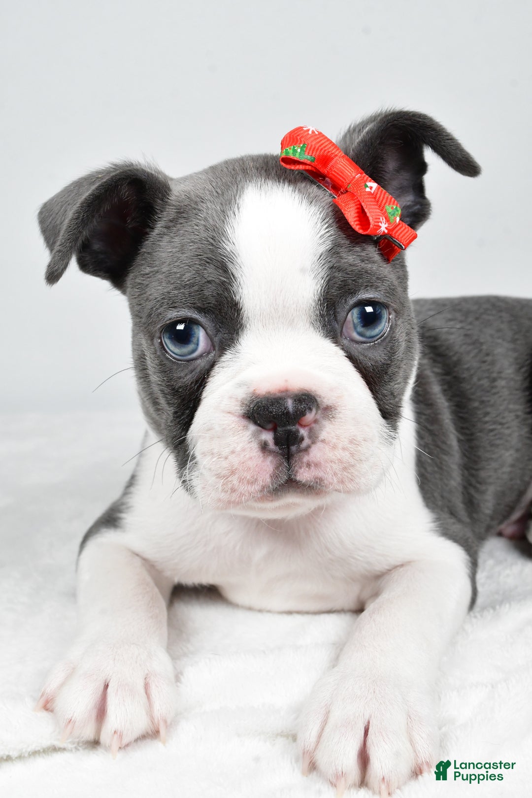 Boston Terrier dogs for sale: Hudson - Ad 4
