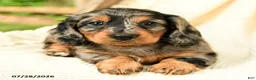 Miniature Dachshund dogs for sale: Diya - Ad 3