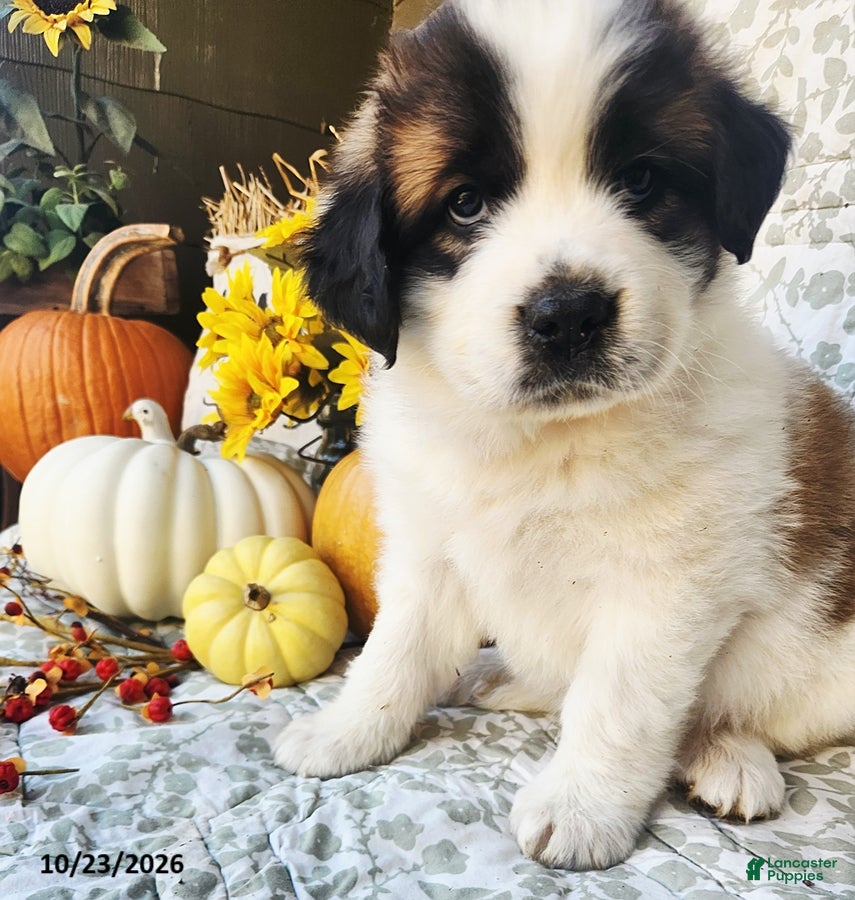 Saint Bernard dogs for sale: Marley - Ad 2
