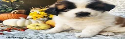 Saint Bernard dogs for sale: Marley - Ad 2