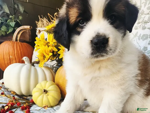 Saint Bernard dogs for sale: Marley - Ad 2