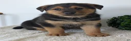 Mixed Breed dogs for sale: Harley - Ad 12