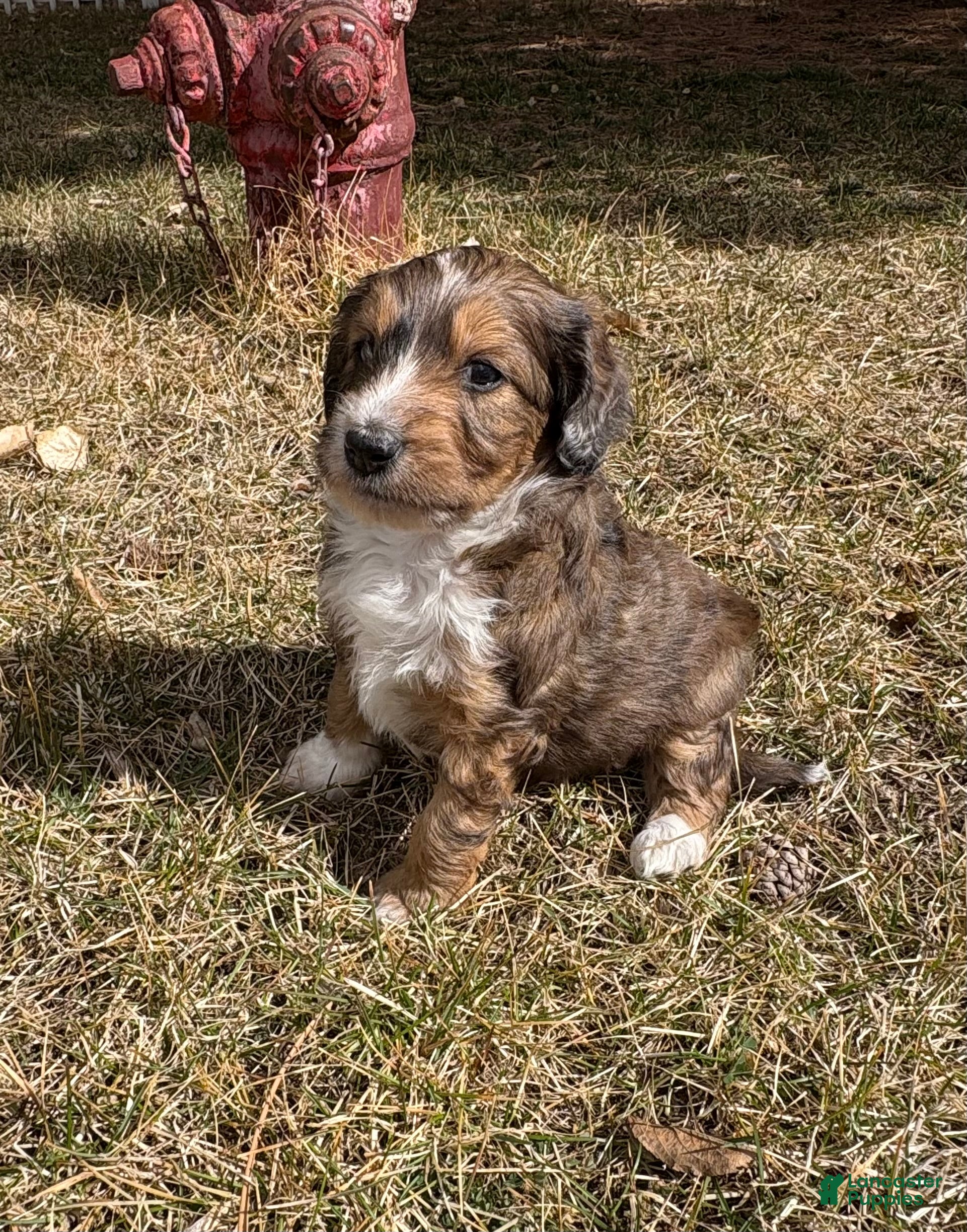 Mini Aussiedoodle dogs Mini Aussiedoodle Puppy 1 - Ad 3